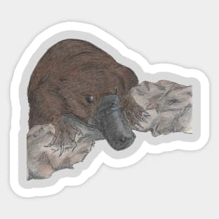 Little Aussie Platypus Sticker